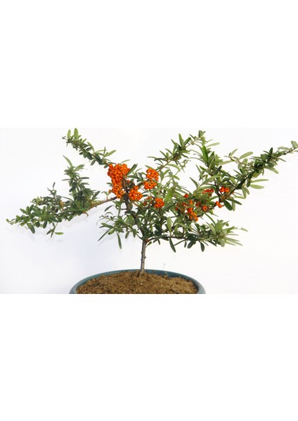 Bonsaı Ateş Dikeni Pyracantha Coccinea 3 Adet