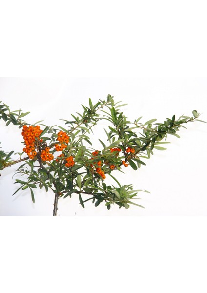 Bonsaı Ateş Dikeni Pyracantha Coccinea 3 Adet