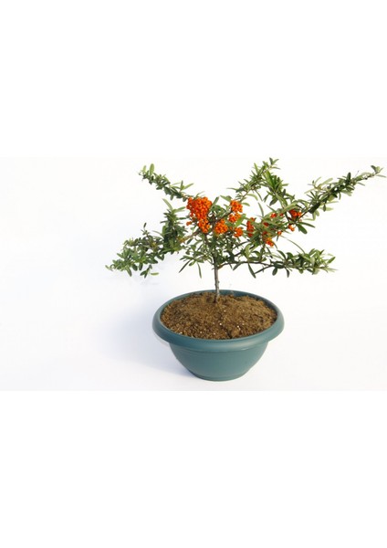 Bonsaı Ateş Dikeni Pyracantha Coccinea 3 Adet