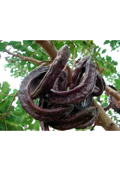 Keçiboynuzu Harput Fidanı Ceratonia Siliqua 2 Adet fiyatları