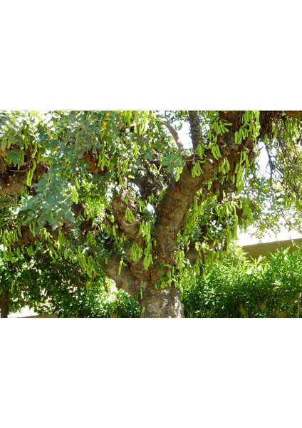 Keçiboynuzu Harput Fidanı Ceratonia Siliqua 2 Adet modelleri