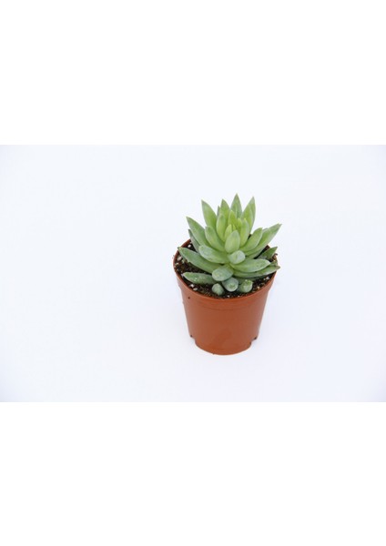 Sedum Nicaeensis Sukulent 5 Adet