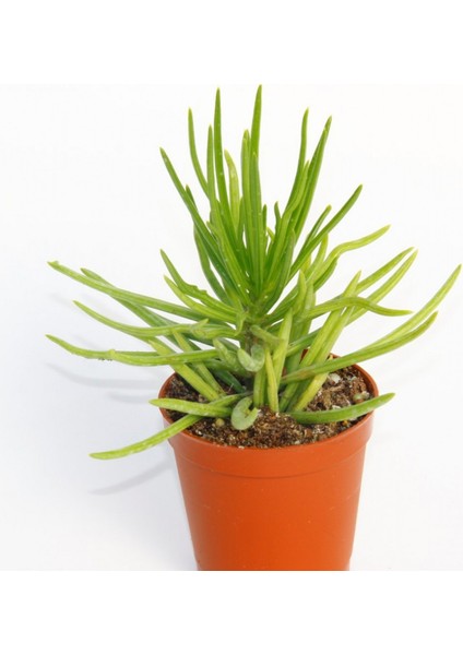 Senecio Barbertonicus Himalaya Sukulent - 20 Adet