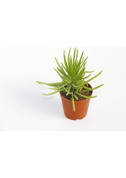 Senecio Barbertonicus Himalaya Sukulent - 20 Adet