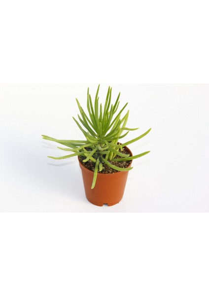 Senecio Barbertonicus Himalaya Sukulent - 20 Adet