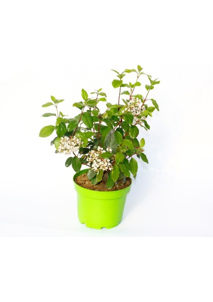 Viburnum Tinus - Yaprak Dökmeyen Kartopu Yeşil Saksıda 3 Adet