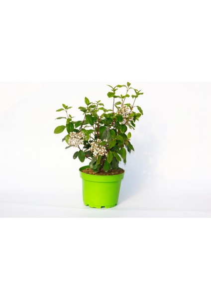 Viburnum Tinus - Yaprak Dökmeyen Kartopu Yeşil Saksıda 3 Adet