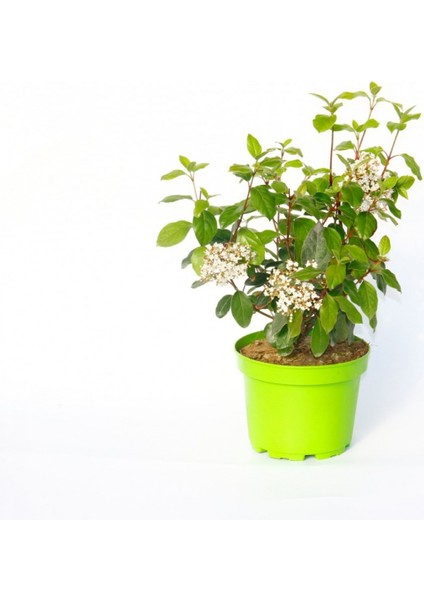 Viburnum Tinus - Yaprak Dökmeyen Kartopu Yeşil Saksıda 3 Adet