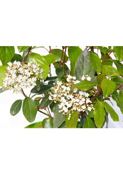 Viburnum Tinus - Yaprak Dökmeyen Kartopu Yeşil Saksıda 3 Adet