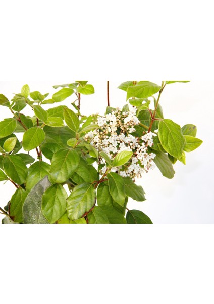 Viburnum Tinus - Yaprak Dökmeyen Kartopu Yeşil Saksıda 3 Adet