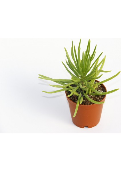 Senecio Barbertonicus Himalaya Sukulent - 10 Adet