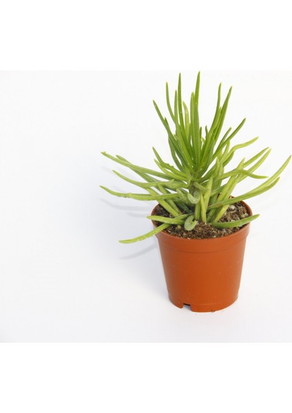 Senecio Barbertonicus Himalaya Sukulent - 10 Adet