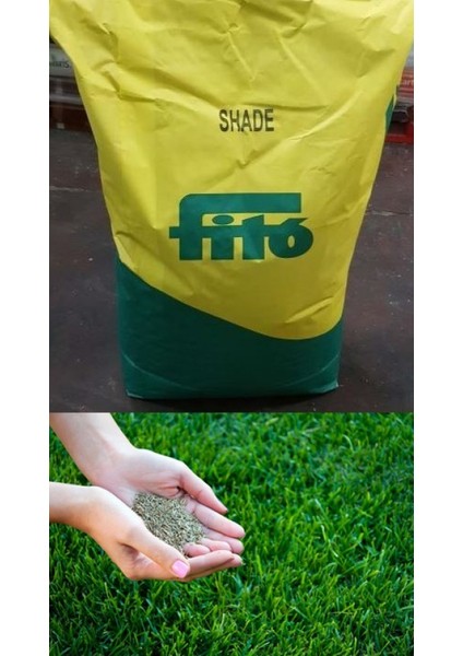 Çim Tohumu Lolium 500 gr Fito Shade Gölgeye Dayanıklı 3 Karışım modelleri