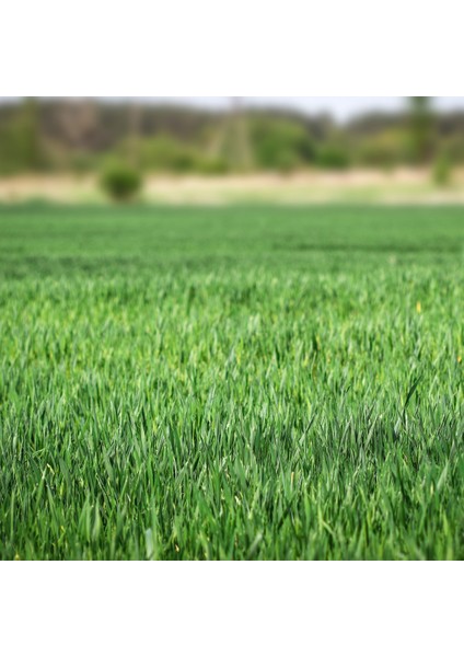 Çim Tohumu Lolium 25000 gr Fito Dynamic 4 Karışım