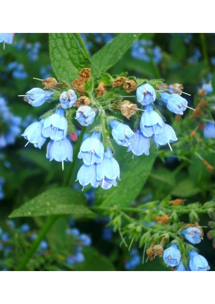 Karakafes Otu Symphytum Officinale 5 Adet