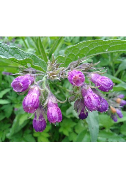 Karakafes Otu Symphytum Officinale 5 Adet