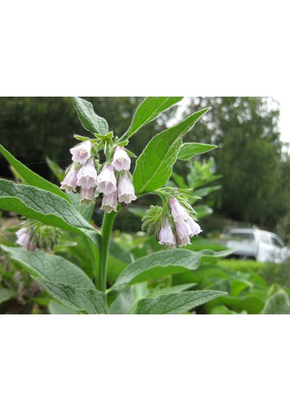 Karakafes Otu Symphytum Officinale 5 Adet