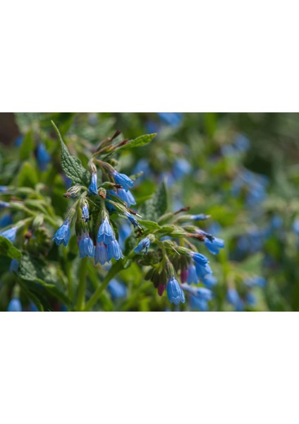 Karakafes Otu Symphytum Officinale 5 Adet