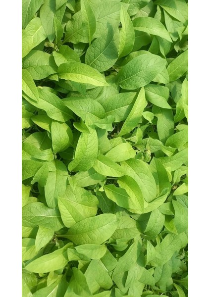 Karakafes Otu Symphytum Officinale 5 Adet