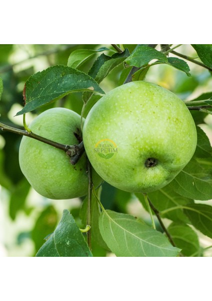 4 Yaş Aşılı Granny Smith Elma Fidanı *yarı Bodur*