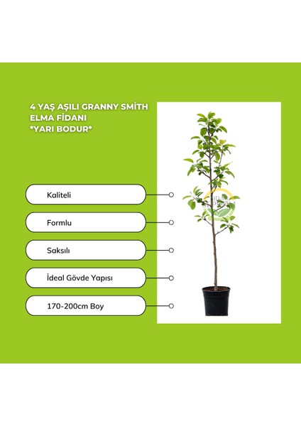 4 Yaş Aşılı Granny Smith Elma Fidanı *yarı Bodur* fiyatları