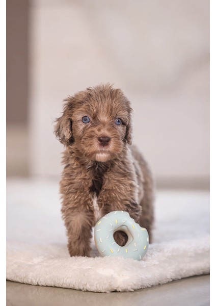 Köpek Oyuncağı, Sesli, Donut, Lateks, Çeşitli Renklerde, 7x7x3cm fiyatları