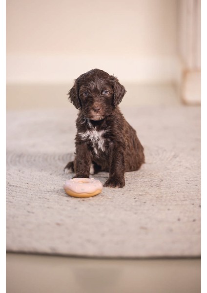 Köpek Oyuncağı, Sesli, Donut, Lateks, Çeşitli Renklerde, 7x7x3cm fırsatları