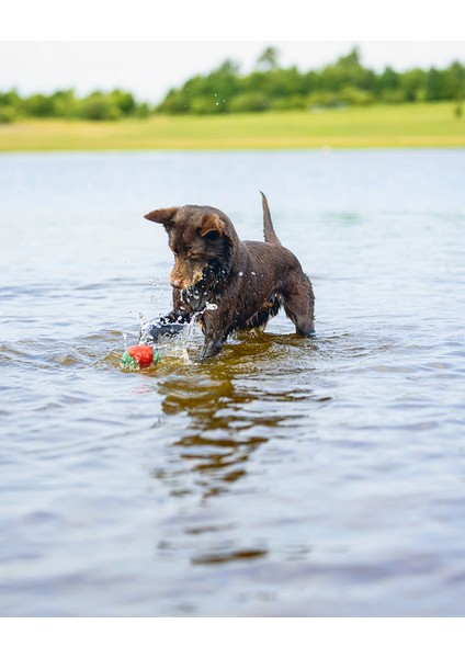 Köpek Oyuncağı, Yüzen, İçi Su Dolabilen Toplar, Mavi/kırmızı, 3 Adet, 6,2cm fiyatları