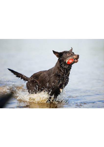 Köpek Oyuncağı, Yüzen, İçi Su Dolabilen Toplar, Mavi/kırmızı, 3 Adet, 6,2cm modelleri