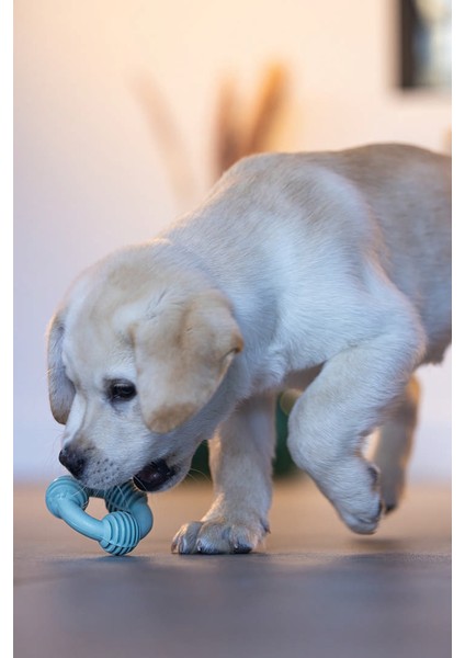 Yavru Köpek Diş Oyuncağı, İçi Dolu Halka, Kauçuk, Yeşil, 8cm fiyatları