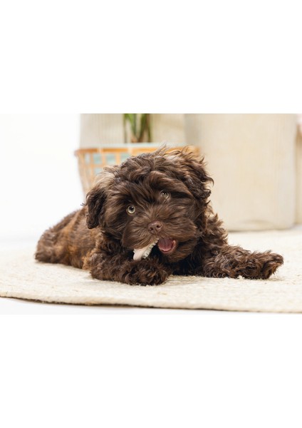 Yavru Köpek Diş Oyuncağı, Içi Dolu Halka, Kauçuk, Pembe, 10CM Svlrs modelleri