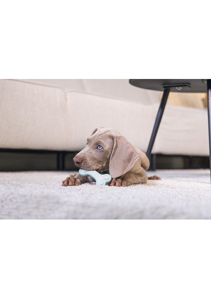 Yavru Köpek Diş Oyuncağı, Içi Dolu Halka, Kauçuk, Yeşil, 10CM Svlrs modelleri