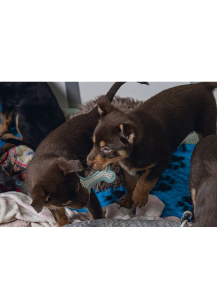 Yavru Köpek Diş Oyuncağı, Içi Dolu Halka, Kauçuk, Yeşil, 10CM Svlrs fırsatları