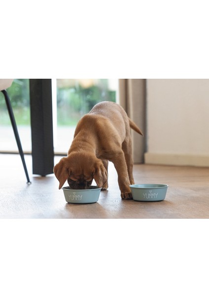 Yavru Köpek Mama Su Kabı, Paslanmaz Çelik, Kaymaz Taban, Turkuaz, 13cm, 470ml fiyatları