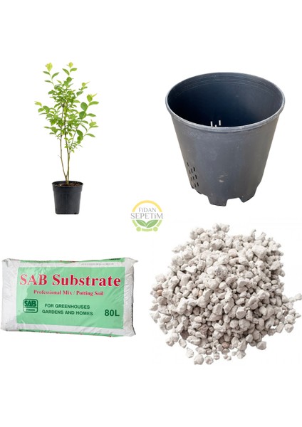 2 Adet Sweetheart Çeşiti Yaban Mersini Fidanı ve Yetiştirme Kiti