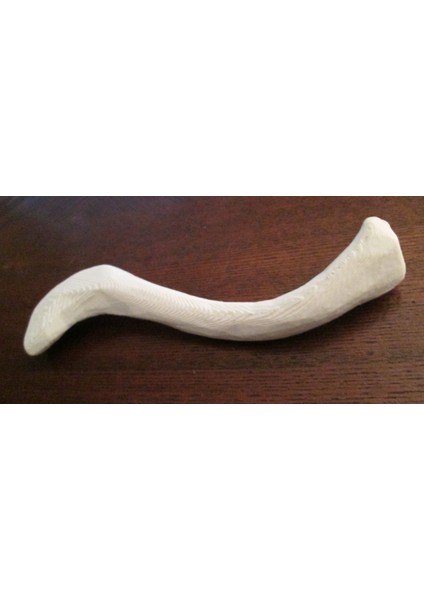 Clavicle_right Insan Iskeleti Omuz Kemiği