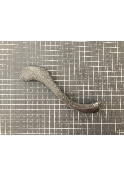 Clavicle_right Insan Iskeleti Omuz Kemiği