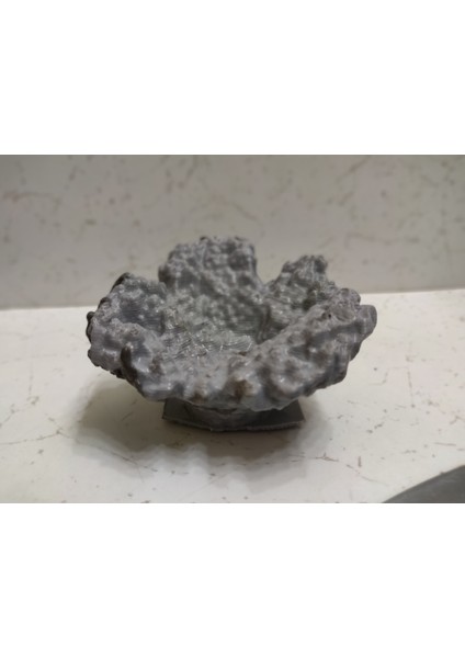 Mercan Iskeleti "acropora"