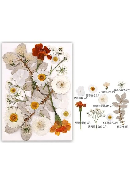 Dıy Reçine Kalıbı Için Kurutulmuş Çiçek Dolgular Gerçek Doğal Preslenmiş Çiçek Yaprakları Scrapbooking Diy Sanat El Sanatları Tırnak Sanat Dekoru Renk: Beyaz (Yurt Dışından)