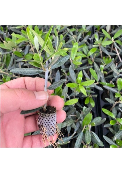 Nikah Düğün Organizasyon Için Hediyelik Paper Potta Bodur Zeytin Fidanı (75 Adet)