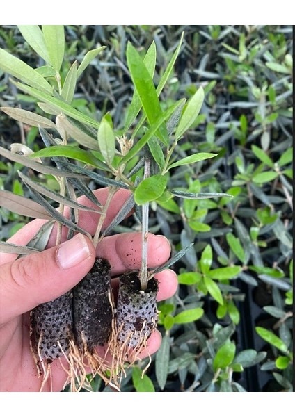 Nikah Düğün Organizasyon Için Hediyelik Paper Potta Bodur Zeytin Fidanı (75 Adet) fiyatları