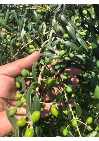 Nikah Düğün Organizasyon Için Hediyelik Paper Potta Bodur Zeytin Fidanı (75 Adet) modelleri