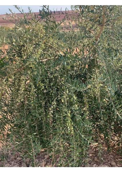 Nikah Düğün Organizasyon Için Hediyelik Paper Potta Bodur Zeytin Fidanı (75 Adet) fırsatları