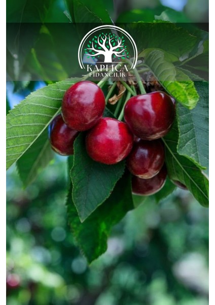 Tüplü Ziraat 900 Napolyon Kiraz Fidanı