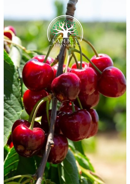 Tüplü Ziraat 900 Napolyon Kiraz Fidanı fiyatları