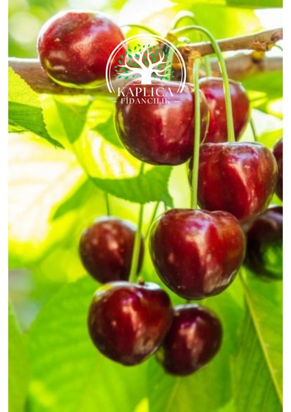 Tüplü Ziraat 900 Napolyon Kiraz Fidanı modelleri