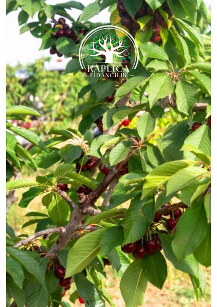 Tüplü Ziraat 900 Napolyon Kiraz Fidanı fırsatları
