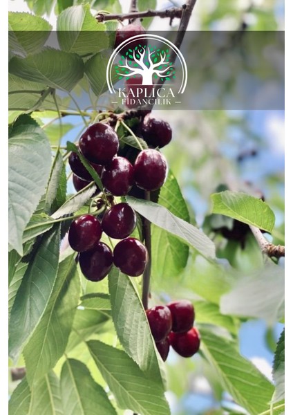 Tüplü Kara Kiraz Fidanı