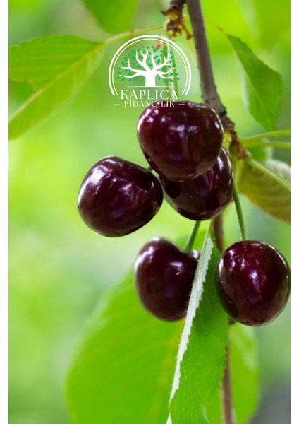 Tüplü Kara Kiraz Fidanı fiyatları