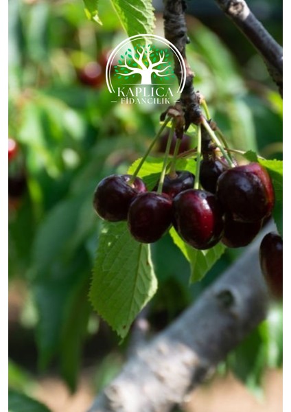 Tüplü Kara Kiraz Fidanı modelleri